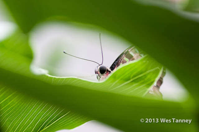 2013 03 28-Butterflies 1230-web