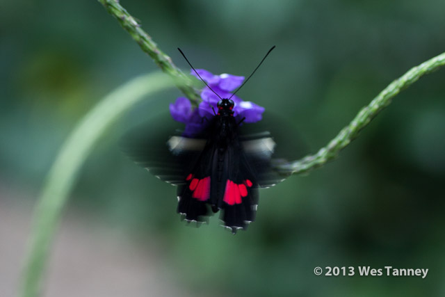 2013 03 28-Butterflies 1241-web