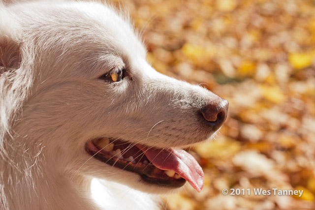 2011 11 04-HighPark-1531-web