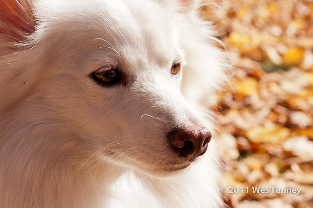 2011 11 04-HighPark-1533-web