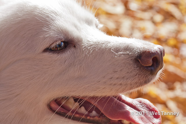 2011 11 04-HighPark-1536-web