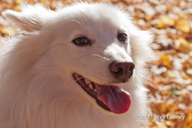 2011 11 04-HighPark-1544-web