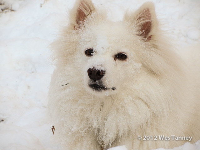 2013 01 26-DogsBackyard 0338-web