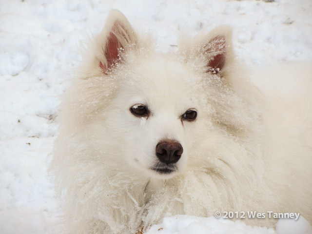 2013 01 26-DogsBackyard 0347-web